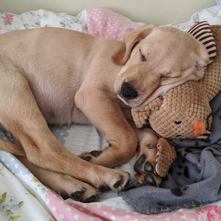 A square photograph of a golden Labrador photo with a cuddly toy.